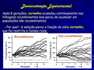 Demonstração Experimental
Após 8 gerações, vermelho acumulou continuamente nas
linhagens recombinantes mas parou de acumul...