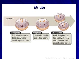 Mitose
 