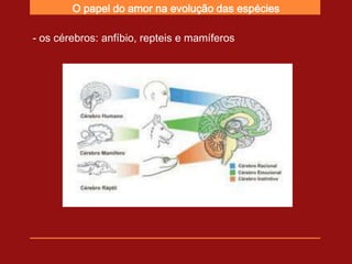 O papel do amor na evolução das espécies

- os cérebros: anfíbio, repteis e mamíferos
 
