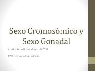 Sexo Cromosómico y
Sexo Gonadal
Ariadna Lucia Ochoa Morales 102932
MVZ. Fernando Rivera Acuña
 