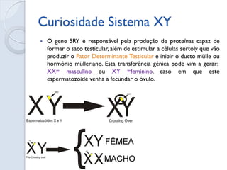 Curiosidade Sistema XY 
O gene SRY é responsável pela produção de proteínas capaz de formar o saco testicular, além de estimular a células sertoly que vão produzir o Fator Determinante Testicular e inibir o ducto mülle ou hormônio mülleriano. Esta transferência gênica pode vim a gerar: XX= masculino ou XY =feminino, caso em que este espermatozoide venha a fecundar o óvulo.  
