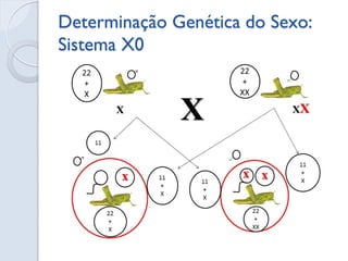 Determinação Genética do Sexo: Sistema X0 
 