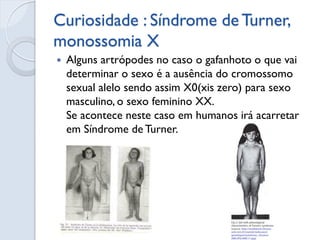 Curiosidade : Síndrome de Turner, monossomia X 
Alguns artrópodes no caso o gafanhoto o que vai determinar o sexo é a ausência do cromossomo sexual alelo sendo assim X0(xis zero) para sexo masculino, o sexo feminino XX. Se acontece neste caso em humanos irá acarretar em Síndrome de Turner.  