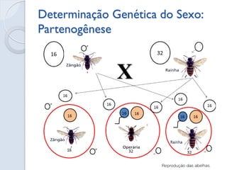 Determinação Genética do Sexo: Partenogênese 
 