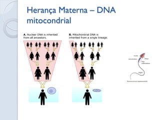 Herança Materna – DNA mitocondrial  