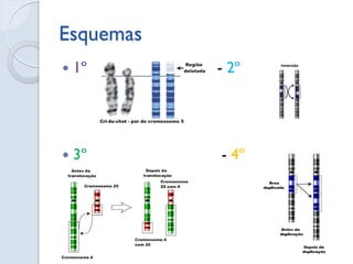 Esquemas 
1º - 2º 
3º - 4º  