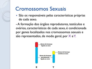 Cromossomos Sexuais 
São os responsáveis pelas características próprias de cada sexo. 
- A formação dos órgãos reprodutores, testículos e ovários, característicos de cada sexo, é condicionada por genes localizados nos cromossomos sexuais e são representados, de modo geral, por X e Y.  