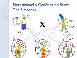 Determinação Genética do Sexo: The Simpsons 
 