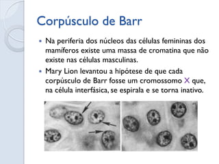 Corpúsculo de Barr 
Na periferia dos núcleos das células femininas dos mamíferos existe uma massa de cromatina que não existe nas células masculinas. 
Mary Lion levantou a hipótese de que cada corpúsculo de Barr fosse um cromossomo X que, na célula interfásica, se espirala e se torna inativo.  