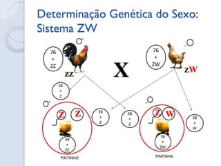 Determinação Genética do Sexo: Sistema ZW 
 