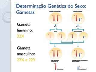 Determinação Genética do Sexo: Gametas 
Gameta 
feminino: 
22X 
Gameta 
masculino: 
22X e 22Y  