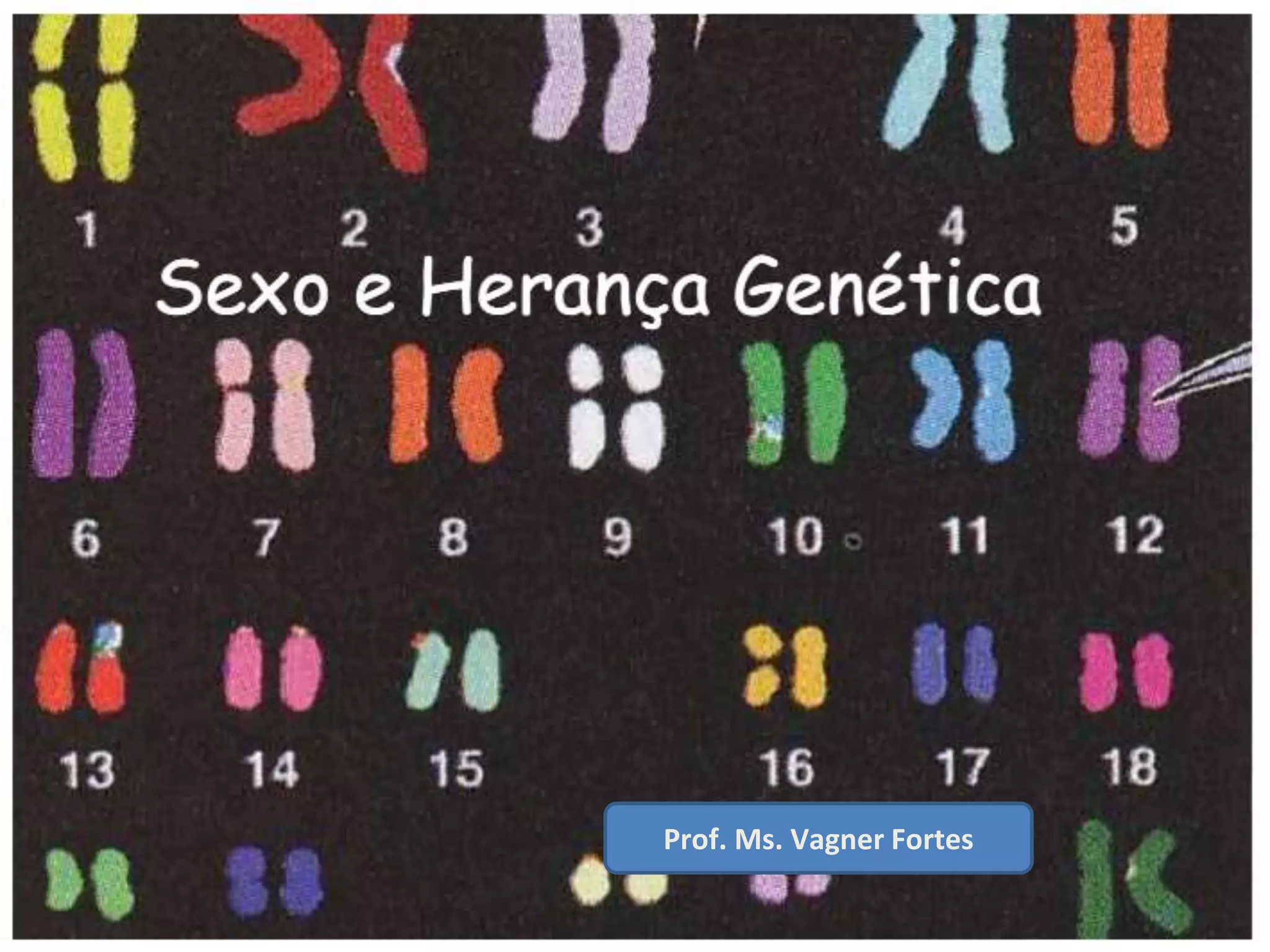 SEXO E HERANÇA GENÉTICA .pptx