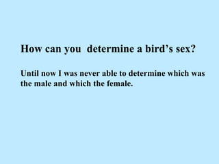 How can you  determine a bird’s sex? Until now I was never able to determine which was the male and which the female. 
