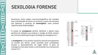 SEXOLOGIA FORENSE
Atualmente, testes rápidos imunocromatográficos são utilizados
para a identificação de sêmen em amostras, a partir de anticorpos
que detectam a presença da semenogelina, outra proteína
específica deste fluido biológico.
O estudo da amelogenina permite identificar o gênero (sexo
genético) do indivíduo que produziu o vestígio de fluido seminal,
por meio da amplificação do gene homólogo da amelogenina X-Y
A amelogenina é uma proteína específica presente principalmente
no esmalte dos dentes, sendo secretada pelos ameloblastos
durante o desenvolvimento do órgão dental. O gene da
amelogenina é de cópia simples e está localizado nos cromossomos
sexuais X e Y
 
