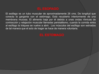 EL ESOFAGO
El esófago es un tubo muscular de aproximadamente 26 cms. De longitud que
conecta la garganta con el estómago. Está recubierto interiormente de una
membrana mucosa. El alimento baja por él debido a unas ondas rítmicas de
contracción y relajación muscular llamadas peristaltismo, cuando la comida entra
al esófago la tráquea se vuelve a abrir. Los músculos del esófago son estriados
de tal manera que el acto de tragar se hace de manera voluntaria.

                              EL ESTOMAGO
 