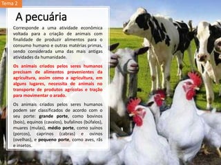 A pecuária
Corresponde a uma atividade econômica
voltada para a criação de animais com
finalidade de produzir alimentos para o
consumo humano e outras matérias primas,
sendo considerada uma das mais antigas
atividades da humanidade.
Os animais criados pelos seres humanos
precisam de alimentos provenientes da
agricultura, assim como a agricultura, em
alguns lugares, necessita de animais no
transporte de produtos agrícolas e tração
para movimentar o arado.
Os animais criados pelos seres humanos
podem ser classificados de acordo com o
seu porte: grande porte, como bovinos
(bois), equinos (cavalos), bufalinos (búfalos),
muares (mulas), médio porte, como suínos
(porcos), caprinos (cabras) e ovinos
(ovelhas), e pequeno porte, como aves, rãs
e insetos.
Tema 2
 