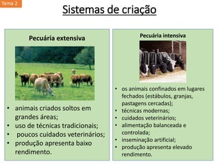 Pecuária intensiva
• os animais confinados em lugares
fechados (estábulos, granjas,
pastagens cercadas);
• técnicas modernas;
• cuidados veterinários;
• alimentação balanceada e
controlada;
• inseminação artificial;
• produção apresenta elevado
rendimento.
Pecuária extensiva
• animais criados soltos em
grandes áreas;
• uso de técnicas tradicionais;
• poucos cuidados veterinários;
• produção apresenta baixo
rendimento.
Sistemas de criação
Tema 2
 