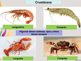 Crustáceos
Algunos tienen antenas, ojos y otros
tienen tenazas
Langostino Camarón
Langosta Cangrejo
 