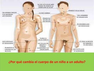 ¿Por qué cambia el cuerpo de un niño a un adulto?
 