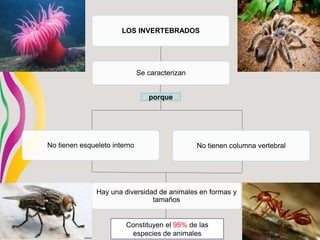 LOS INVERTEBRADOS
Se caracterizan
No tienen esqueleto interno No tienen columna vertebral
porque
Hay una diversidad de animales en formas y
tamaños
Constituyen el 95% de las
especies de animales
 