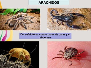 ARÁCNIDOS
Del cefalotórax cuatro pares de patas y el
abdomen
 