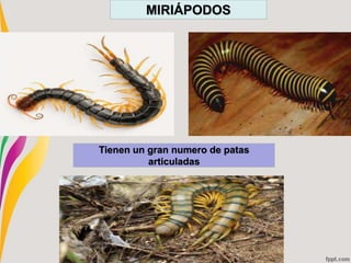 MIRIÁPODOS
Tienen un gran numero de patas
articuladas
 