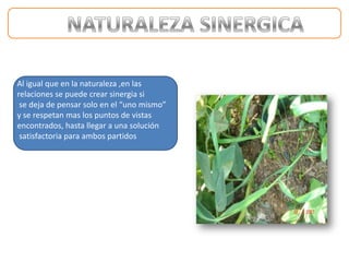 Al igual que en la naturaleza ,en las
relaciones se puede crear sinergia si
 se deja de pensar solo en el “uno mismo”
y se respetan mas los puntos de vistas
encontrados, hasta llegar a una solución
 satisfactoria para ambos partidos
 