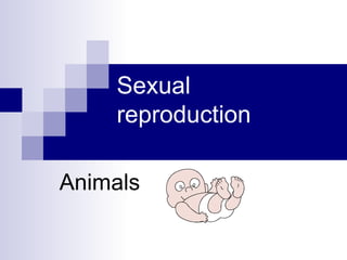 Sexual reproduction Animals 