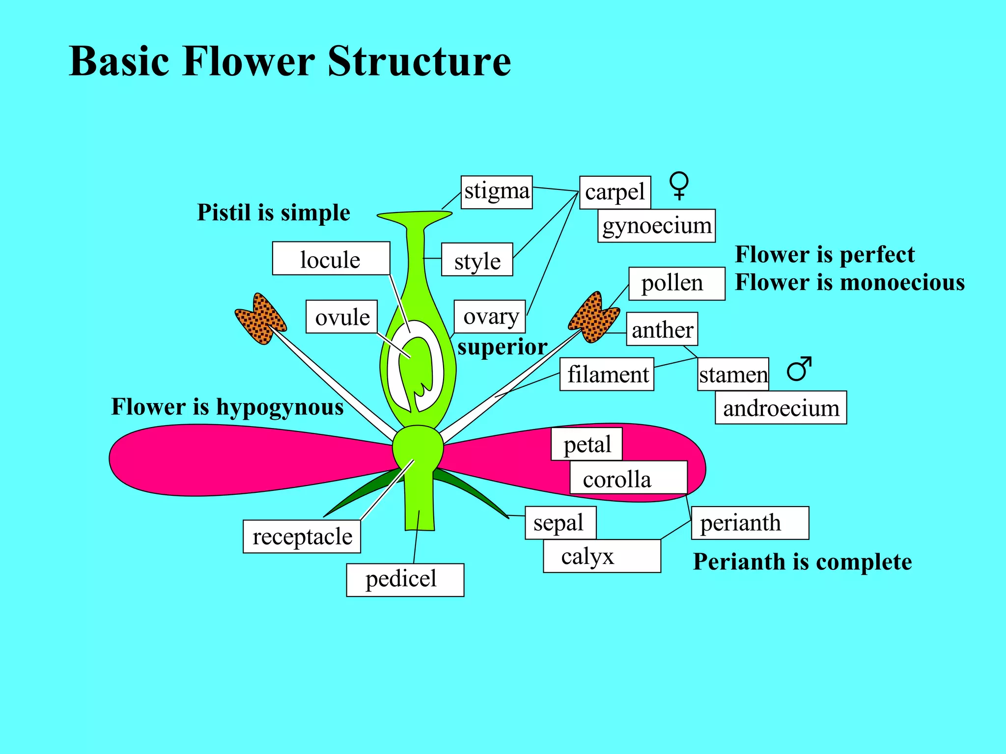 Sexual Reproduction In Flowering Plants | PPT