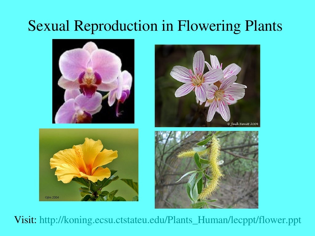 Sexual Reproduction In Flowering Plants