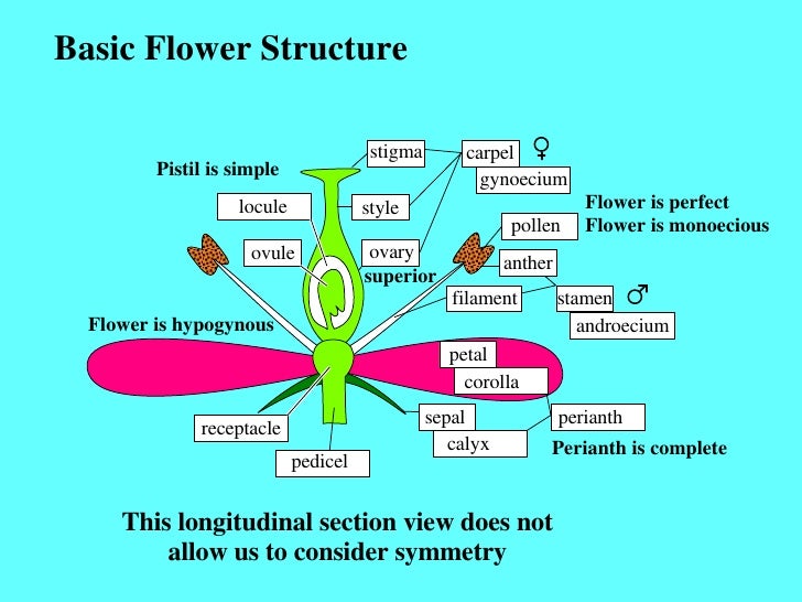 Sexual Reproduction In Flowering Plants