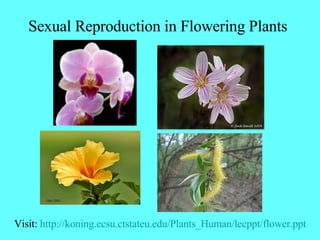 Sexual Reproduction in Flowering Plants   Visit:  http:// koning.ecsu.ctstateu.edu/Plants_Human/lecppt/flower.ppt 