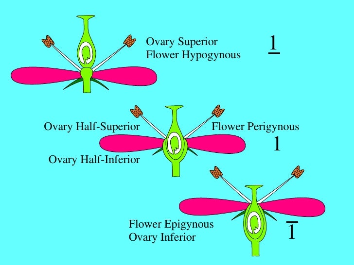Sexual Reproduction In Flowering Plants