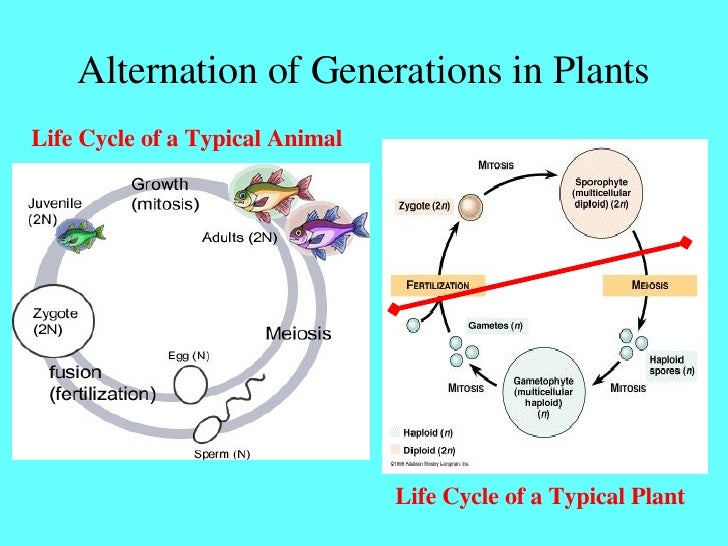 sexual reproduction in flowering plants Plant reproduction answers 1 please refer to your notes or textbook 2 the male gamete or pollen will be found in the anther, and the female gamete or ovum will be found in the ovary 3. sexual reproduction in flowering plants Plant reproduction answers 1 please refer to your notes or textbook 2 the male gamete or pollen will be found in the anther, and the female gamete or ovum will be found in the ovary 3.