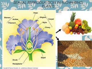 SEXUAL REPRODUCTION IN FLOWERING
PLANTS
 