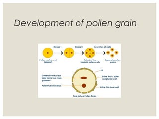 Pollen Reproduction Sexual reproduction-in-flowering-plants | PPT
