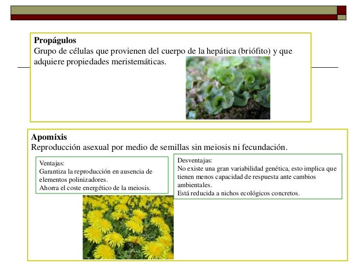 propágulosgrupo de células que provienen del cuerpo de la hepática propágulosgrupo de células que provienen del cuerpo de la hepática