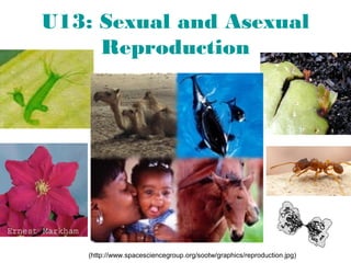 U13: Sexual and Asexual
Reproduction
(http://www.spacesciencegroup.org/sootw/graphics/reproduction.jpg)
 