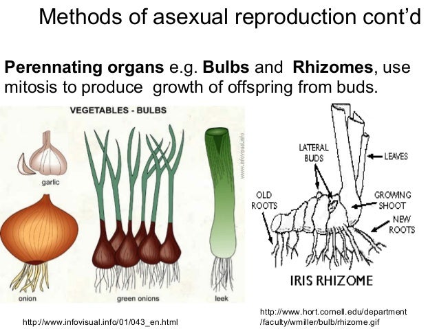 Sexual And Asexual Reproduction