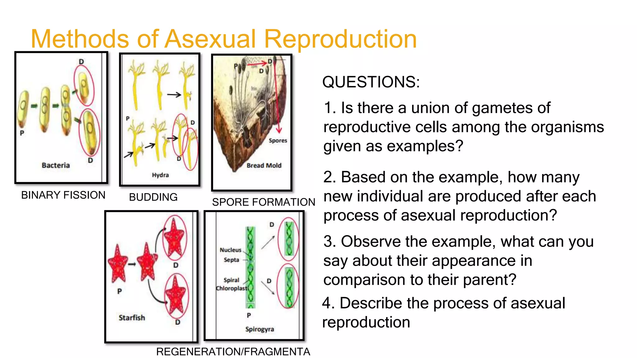 sexual and asexual reproduction-'22-'23.pptx