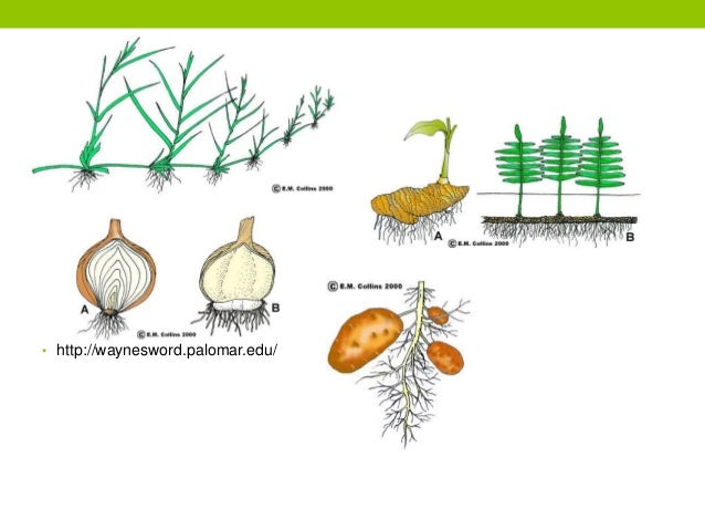 Plant Reproduction Bulb