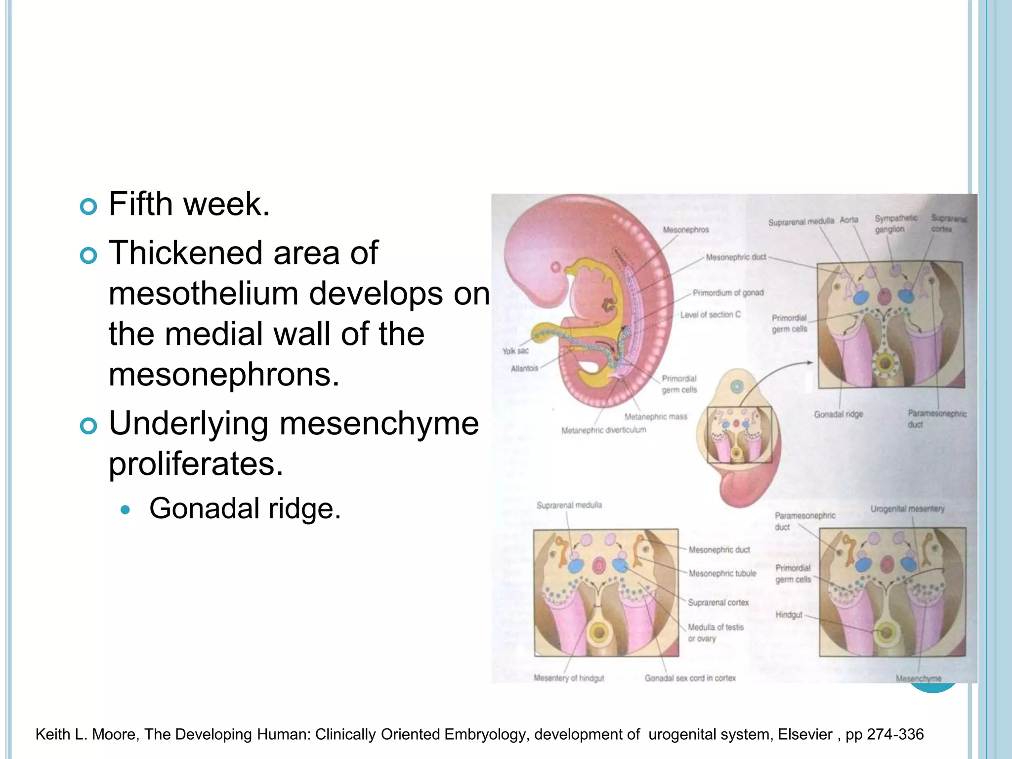 Sexual Development.ppt