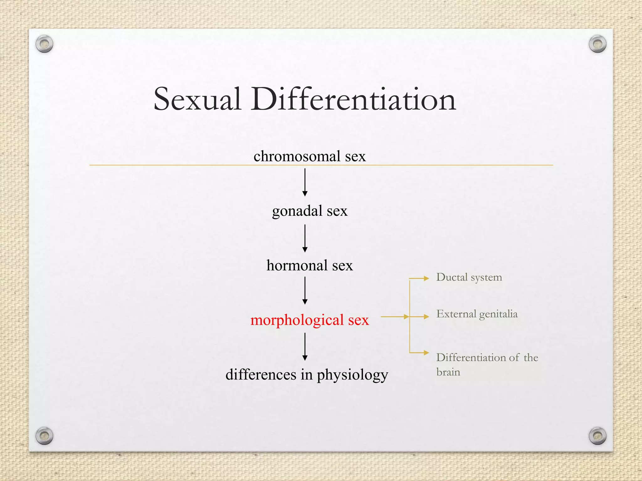 Sexual Differentiation
chromosomal sex
gonadal sex
hormonal sex
morphological sex
differences in physiology
Ductal system
External genitalia
Differentiation of the
brain
 
