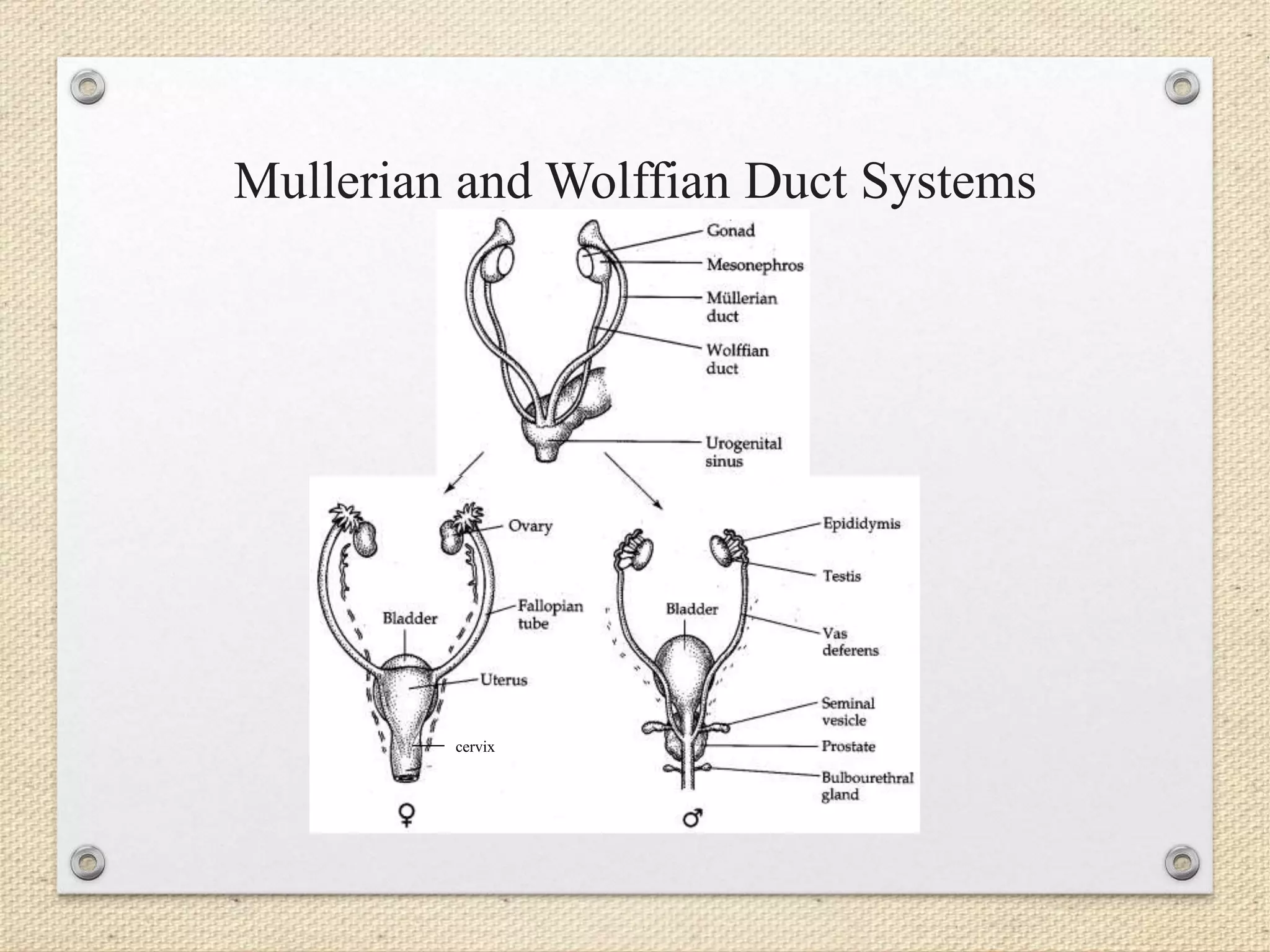 Mullerian and Wolffian Duct Systems
cervix
 