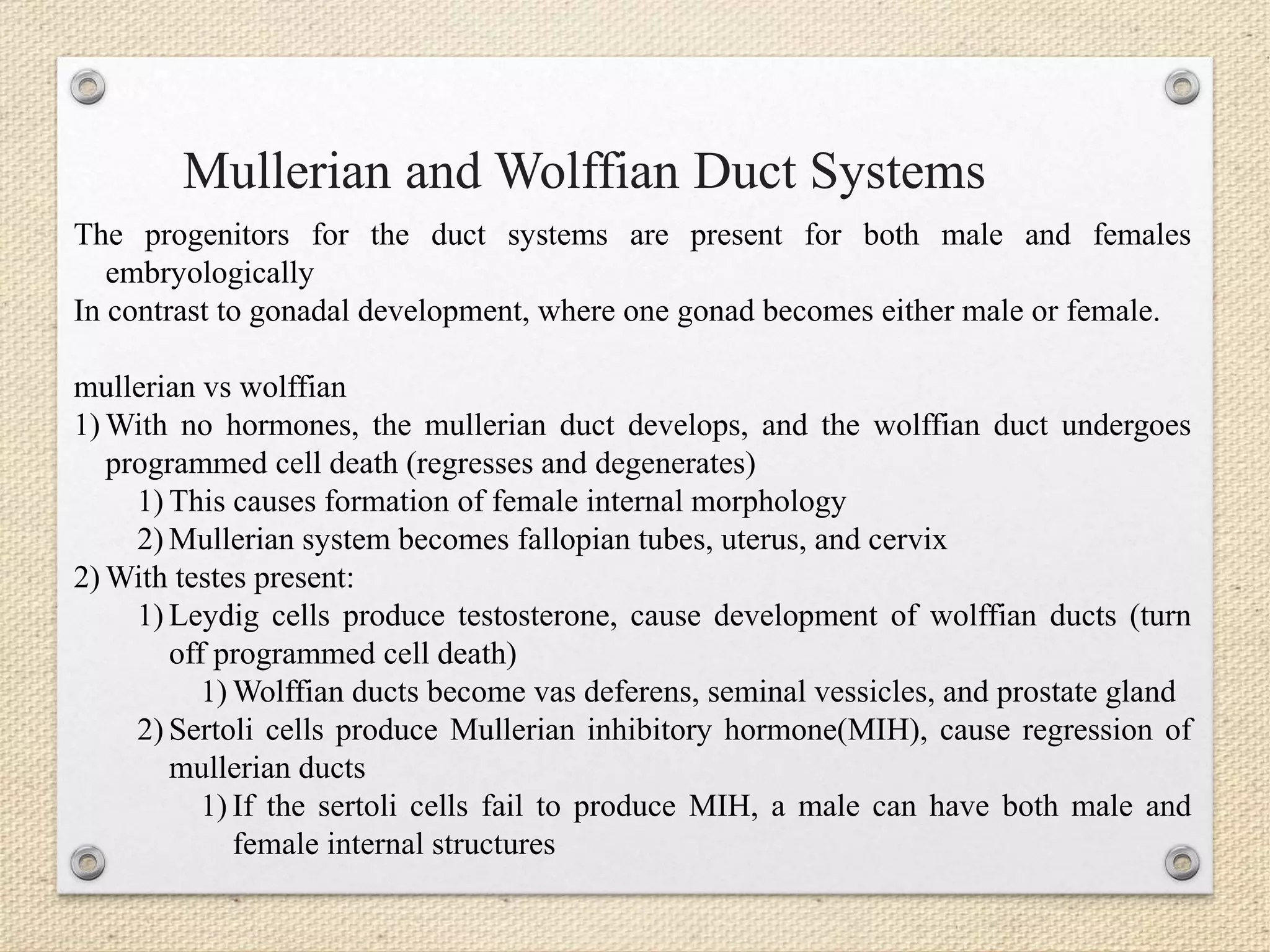 The progenitors for the duct systems are present for both male and females
embryologically
In contrast to gonadal development, where one gonad becomes either male or female.
mullerian vs wolffian
1) With no hormones, the mullerian duct develops, and the wolffian duct undergoes
programmed cell death (regresses and degenerates)
1) This causes formation of female internal morphology
2) Mullerian system becomes fallopian tubes, uterus, and cervix
2) With testes present:
1) Leydig cells produce testosterone, cause development of wolffian ducts (turn
off programmed cell death)
1) Wolffian ducts become vas deferens, seminal vessicles, and prostate gland
2) Sertoli cells produce Mullerian inhibitory hormone(MIH), cause regression of
mullerian ducts
1) If the sertoli cells fail to produce MIH, a male can have both male and
female internal structures
Mullerian and Wolffian Duct Systems
 