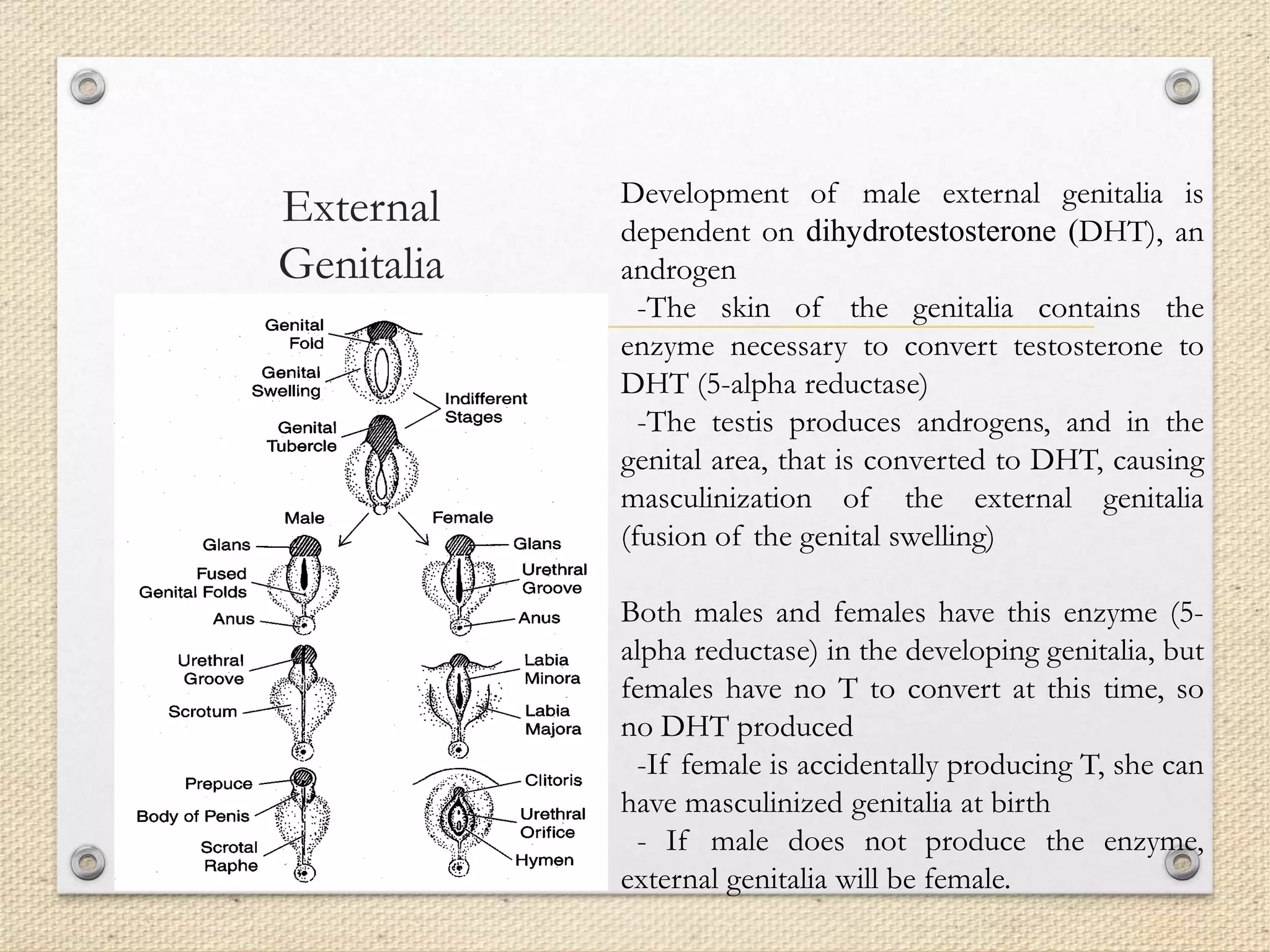External
Genitalia
Development of male external genitalia is
dependent on dihydrotestosterone (DHT), an
androgen
-The skin of the genitalia contains the
enzyme necessary to convert testosterone to
DHT (5-alpha reductase)
-The testis produces androgens, and in the
genital area, that is converted to DHT, causing
masculinization of the external genitalia
(fusion of the genital swelling)
Both males and females have this enzyme (5-
alpha reductase) in the developing genitalia, but
females have no T to convert at this time, so
no DHT produced
-If female is accidentally producing T, she can
have masculinized genitalia at birth
- If male does not produce the enzyme,
external genitalia will be female.
 