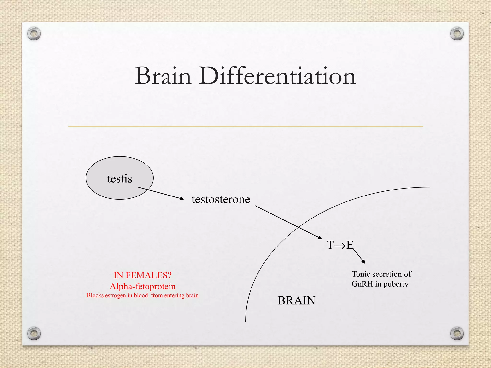 Brain Differentiation
testis
testosterone
TE
BRAIN
Tonic secretion of
GnRH in puberty
IN FEMALES?
Alpha-fetoprotein
Blocks estrogen in blood from entering brain
 