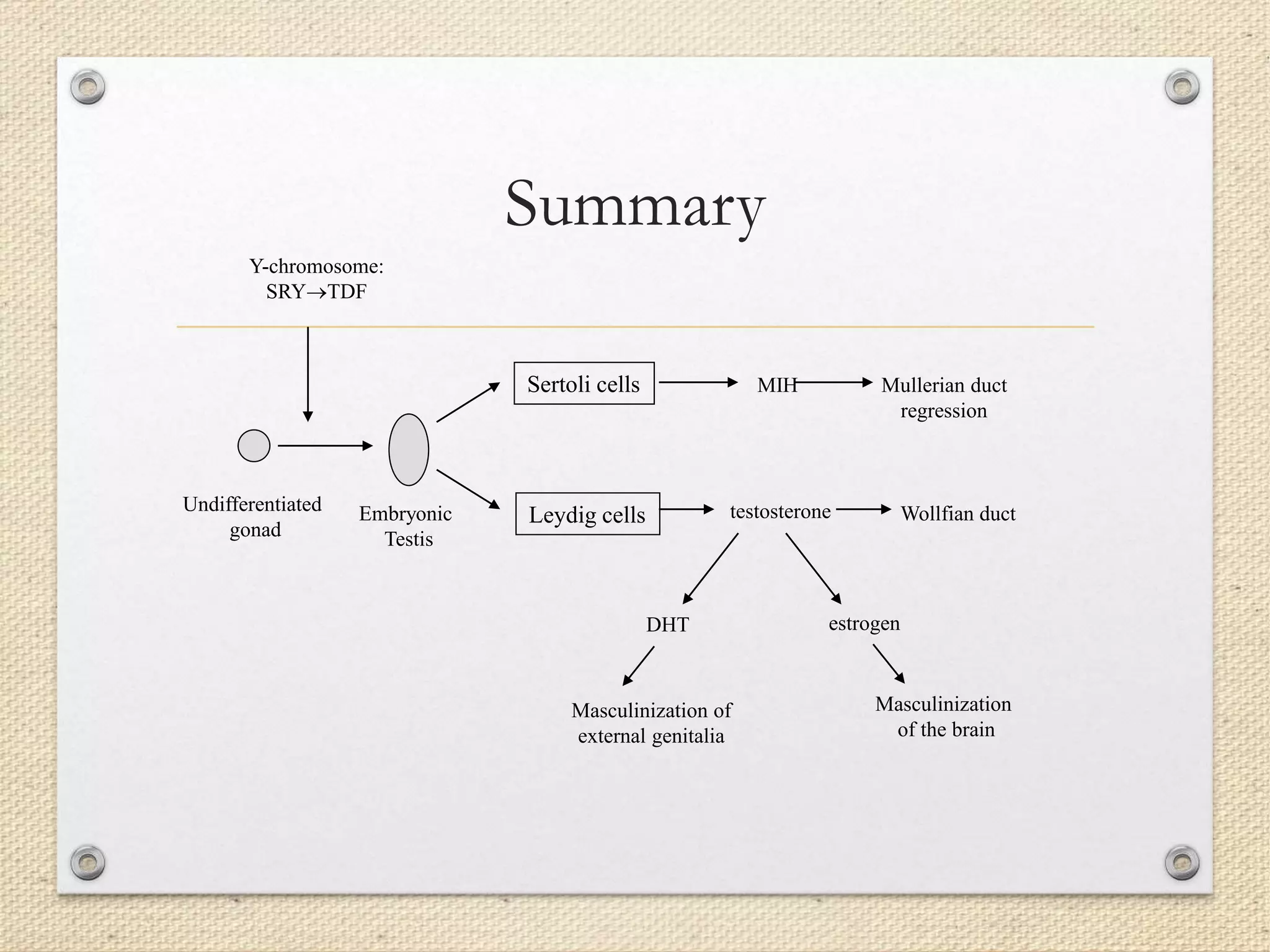 Summary
Undifferentiated
gonad
Y-chromosome:
SRYTDF
Embryonic
Testis
Sertoli cells
Leydig cells
MIH Mullerian duct
regression
testosterone Wollfian duct
DHT
Masculinization of
external genitalia
estrogen
Masculinization
of the brain
 