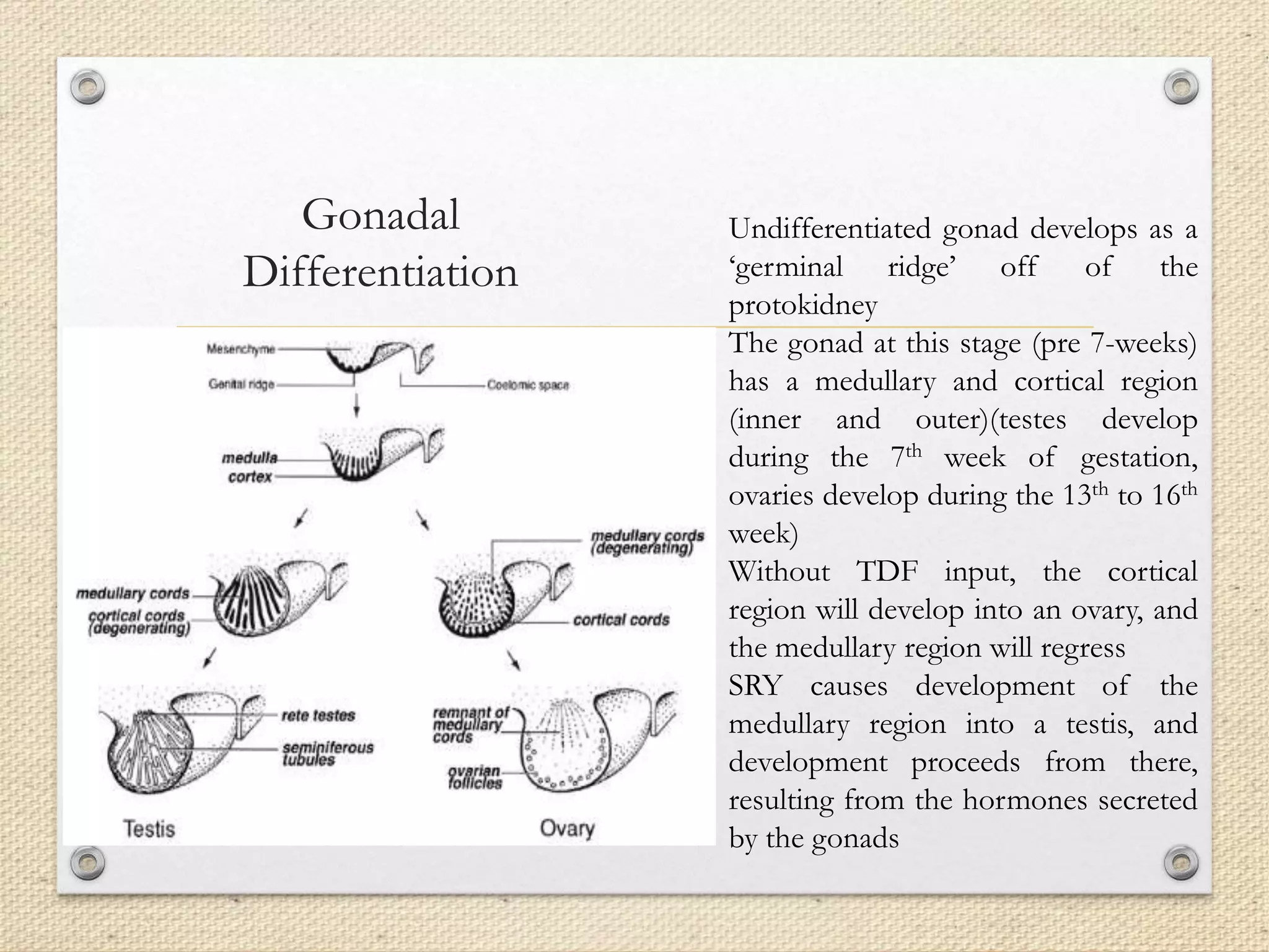 Gonadal
Differentiation
Undifferentiated gonad develops as a
‘germinal ridge’ off of the
protokidney
The gonad at this stage (pre 7-weeks)
has a medullary and cortical region
(inner and outer)(testes develop
during the 7th week of gestation,
ovaries develop during the 13th to 16th
week)
Without TDF input, the cortical
region will develop into an ovary, and
the medullary region will regress
SRY causes development of the
medullary region into a testis, and
development proceeds from there,
resulting from the hormones secreted
by the gonads
 