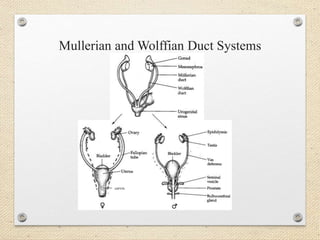 Mullerian and Wolffian Duct Systems
cervix
 